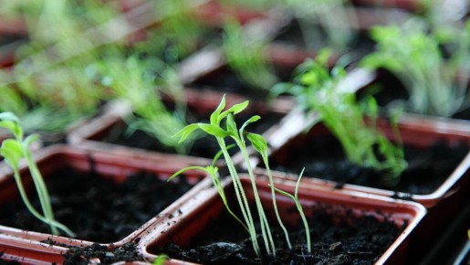 ��� ���������� ��������� ������� ����������: ������ � ������������