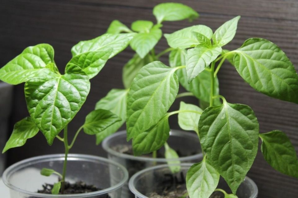 ����������� ������� ��� ���������: ��������� �� ���?