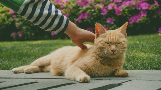 Сложности закона о защите животных: взгляд экспертов на проблему