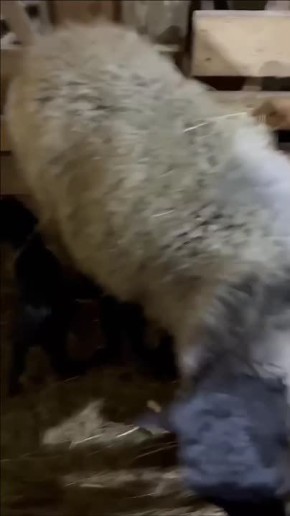 �������� ��» ���������� ����� � ����� � ���������� ������