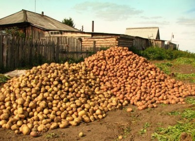 Как сохранить картофель на зиму: секреты подземного хранения