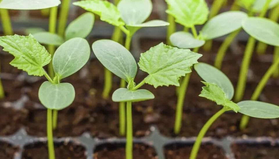 ����� � ��� ������ ������� �������: ������� �������� �����������