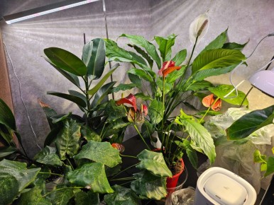 Секреты ухода за комнатными растениями: 7 бюджетных средств для заботливых цветоводов