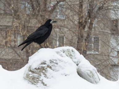 Грачи прилетели… и в шоке»: птицы удивлены сугробам во Владимирской области