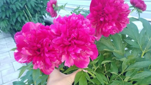 ������ ������������, ������� ����������� �� �����������