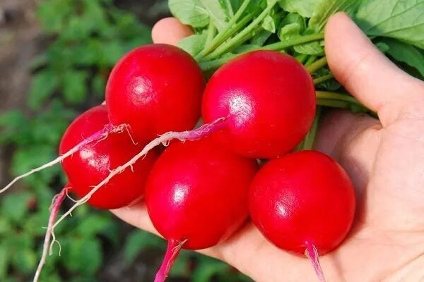 Редис Денис: Как вырастить идеальный урожай с минимальными усилиями