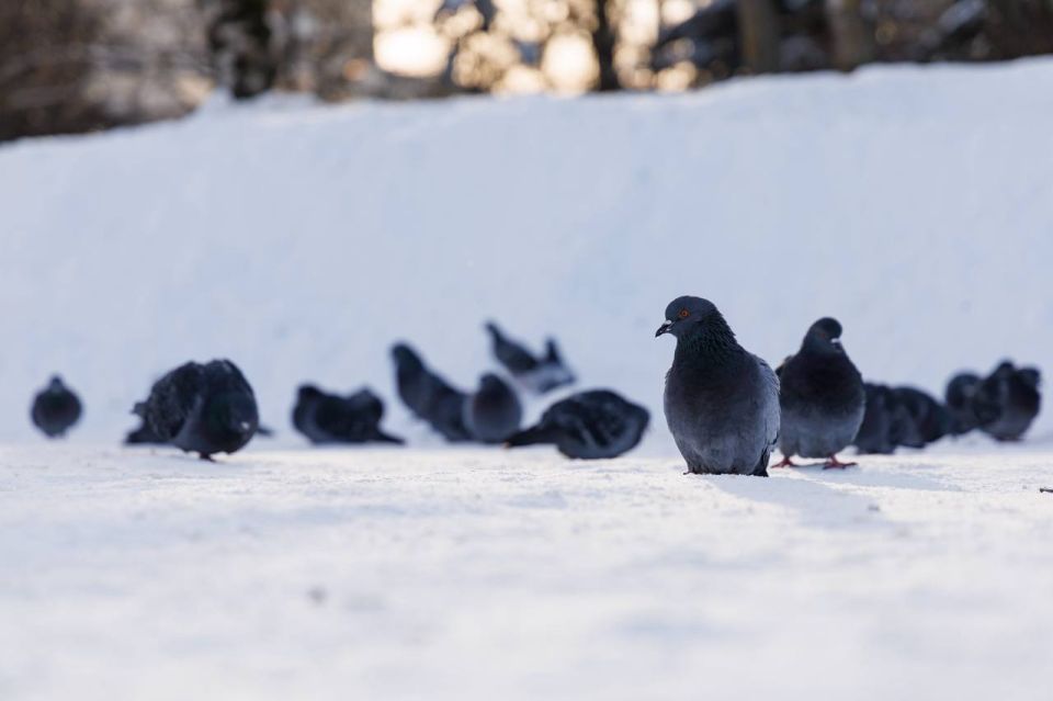 ������������ �������� ���������� ���������