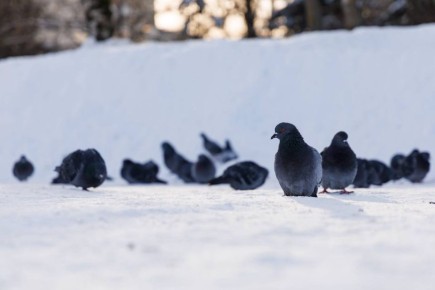Фотоподборка пернатых обитателей Владимира