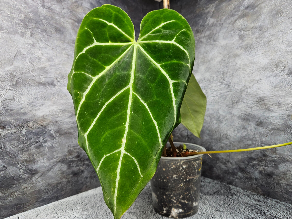 Цветочные мечты: новинки для вашей зеленой оазиса