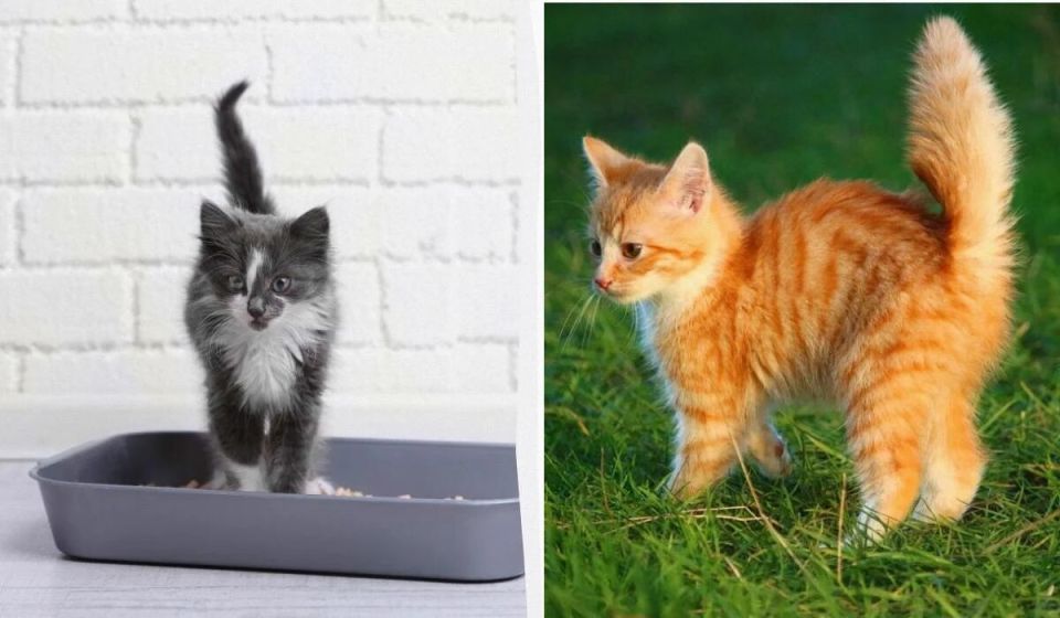 ��� ����� ���� �������� ��� ������: ���������� ������