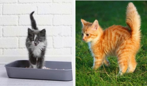 ��� ����� ���� �������� ��� ������: ���������� ������