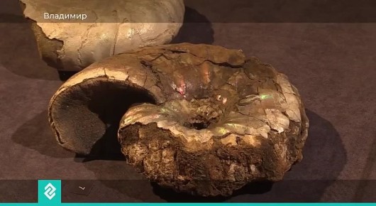 Новая выставка в музее природы расскажет, как выглядела территория Владимирской области 100 миллионов лет назад