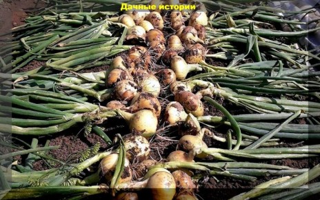 ��� ������ �� ���� � �������: �������� ������ �� ������, ����� � ���������� � ����