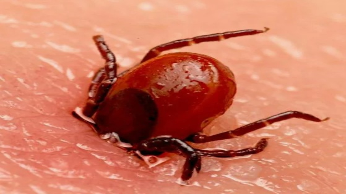 Не стоит паниковать: как безопасно извлечь клеща на природе