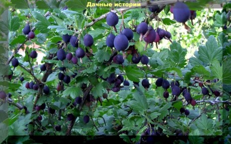 Как правильно выращивать крыжовник: советы по посадке и омоложению