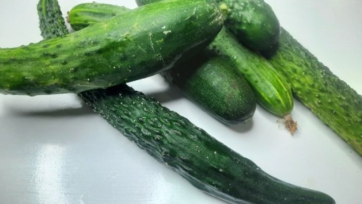 Как вырастить огурцы без лишних хлопот: советы для дачников