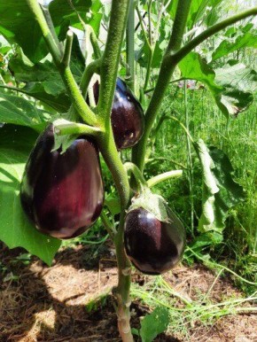 Как успешно вырастить баклажаны: пять полезных советов