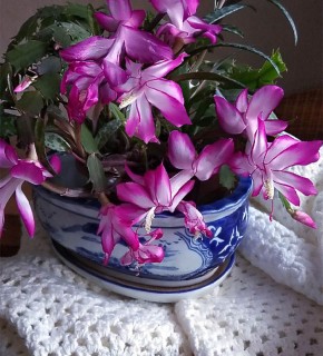 Секреты успешного цветения декабриста: как добиться красоты