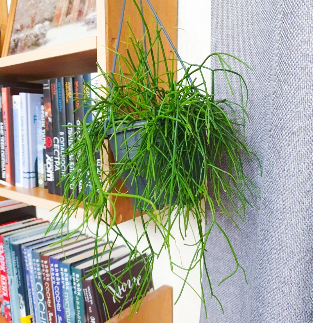 Лесные кактусы: три идеальных растения для занятых цветоводов