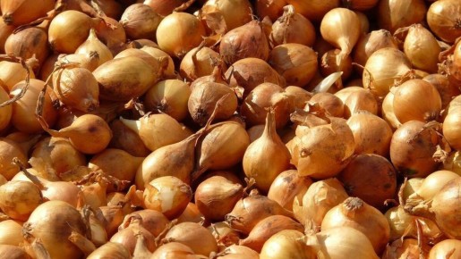 Как правильно вырастить репчатый лук из семян