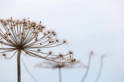 Новые правила для землевладельцев: с 1 марта участок могут изъять за борщевик