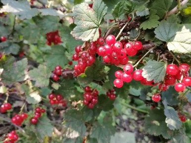 ��� �������� ���������� �� ����������: ������ � ������������