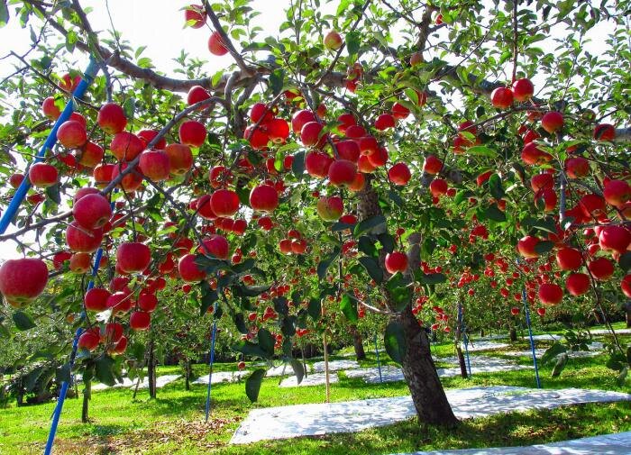 Зачем садоводы выбирают железный купорос для осенней обработки деревьев