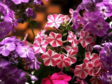 ������� ��������� ����: 5 ������������� ������������� ��� ������ �������