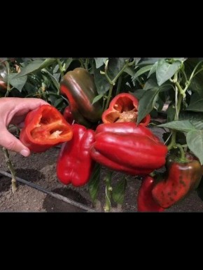 Перец Маршал Жуков: секреты сладких и крупных плодов на вашем участке