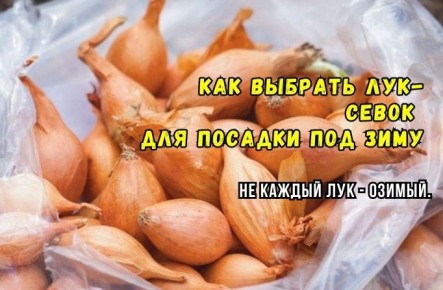 ��� ��������� ������� ��� ��� ������ �������: ������ ���������