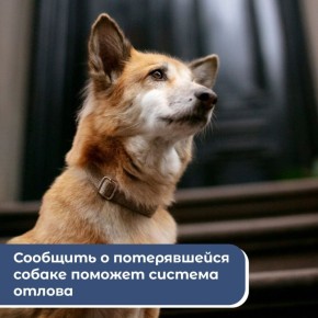 Потерялась собака? Знай, куда обращаться!