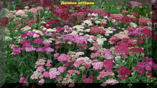 ��� ��������� ��������� ����: ������ ��� ��������