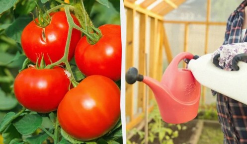 ��� ��������� ���������� ������ � ���� ��� ������� ������