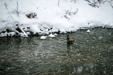 Готовим резиновые сапоги:. Метеорологическая весна наступит во Владимирской области уже завтра, 10 марта!