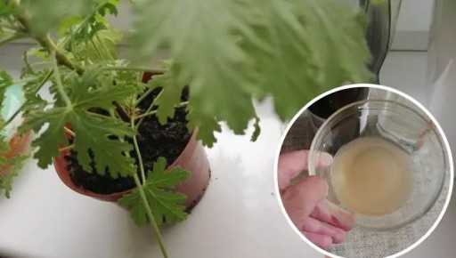 Как защитить растения от мошек, не прибегая к химии