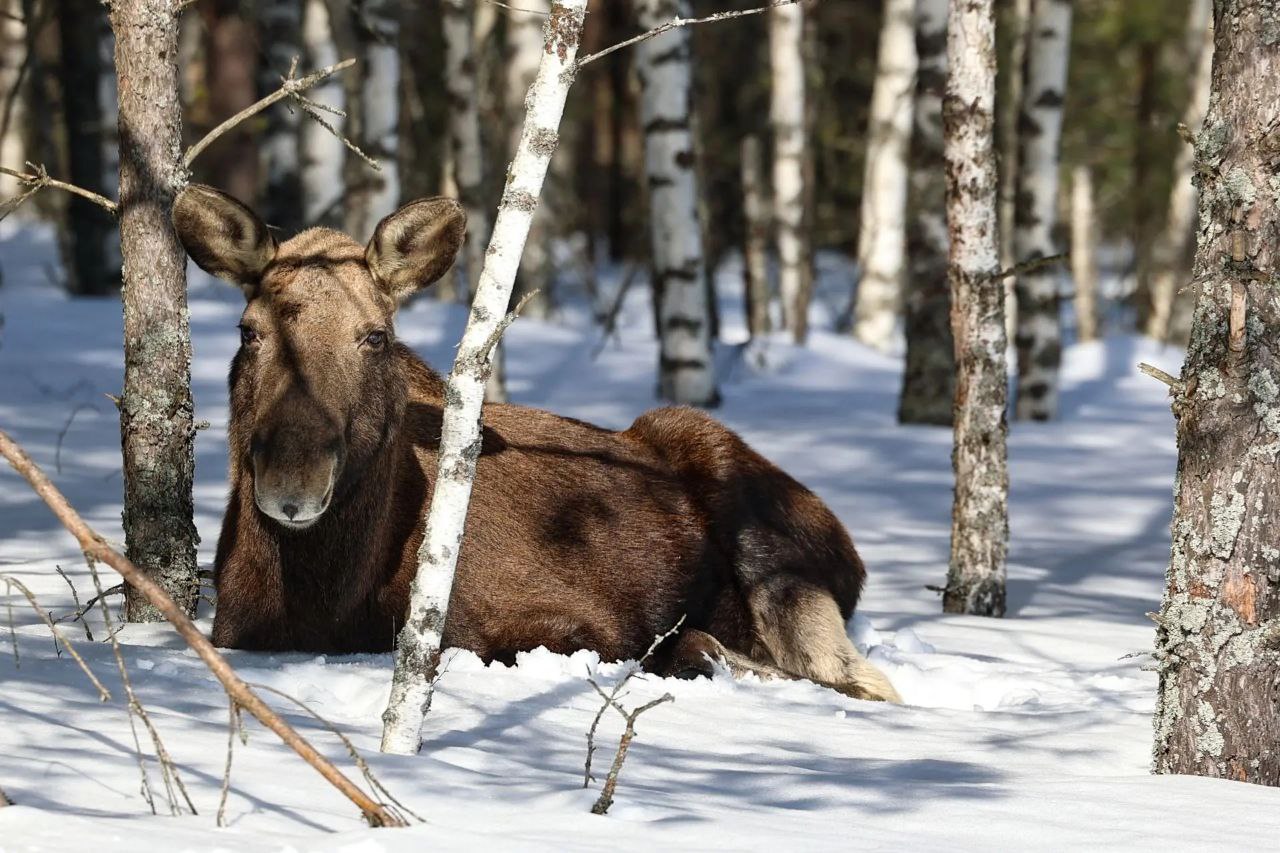 С утра - лесной красоты вам в ленту С утра - лесной красоты вам в ленту
