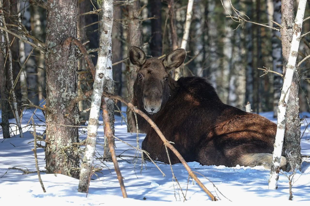 С утра - лесной красоты вам в ленту С утра - лесной красоты вам в ленту