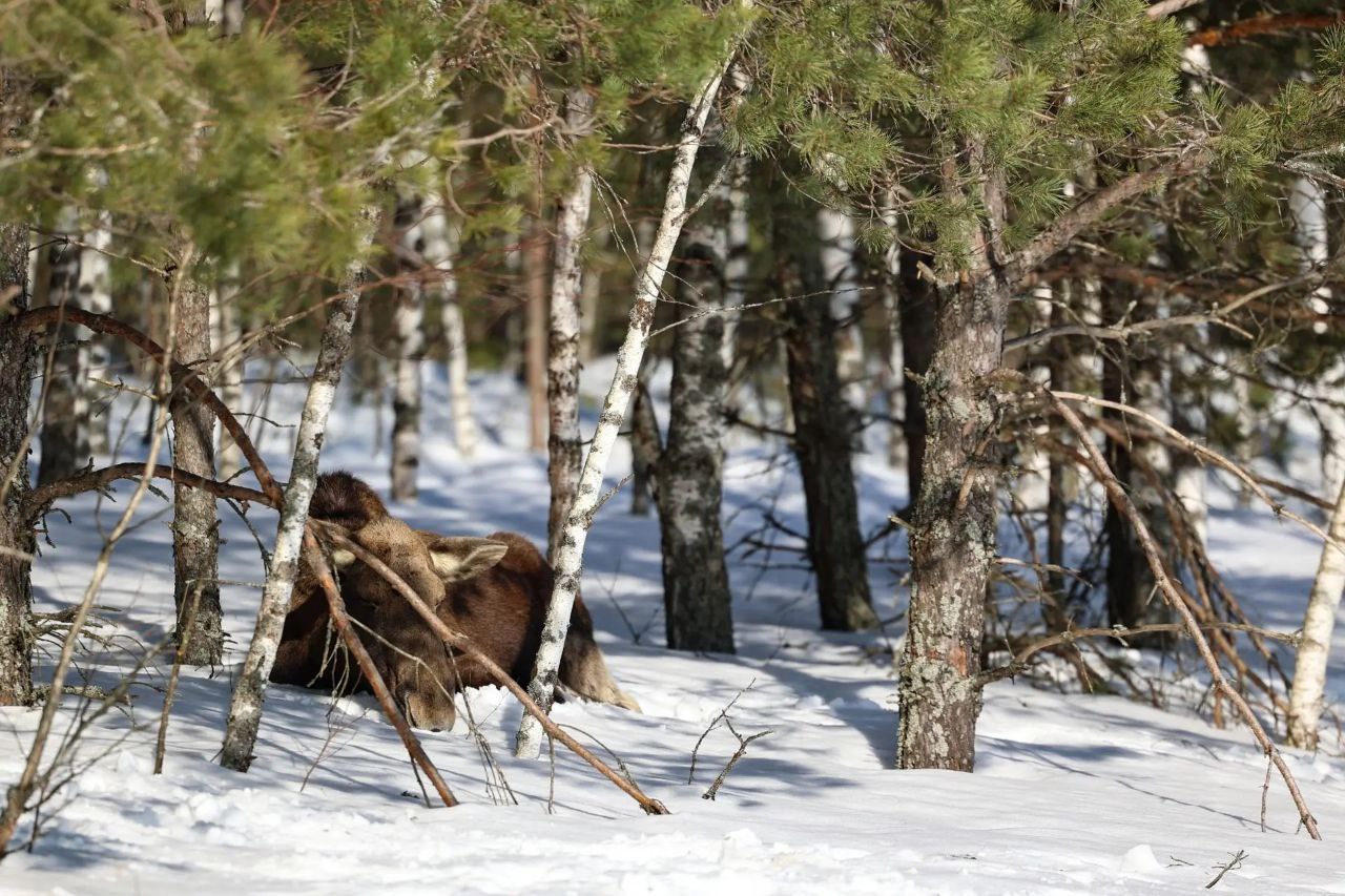С утра - лесной красоты вам в ленту