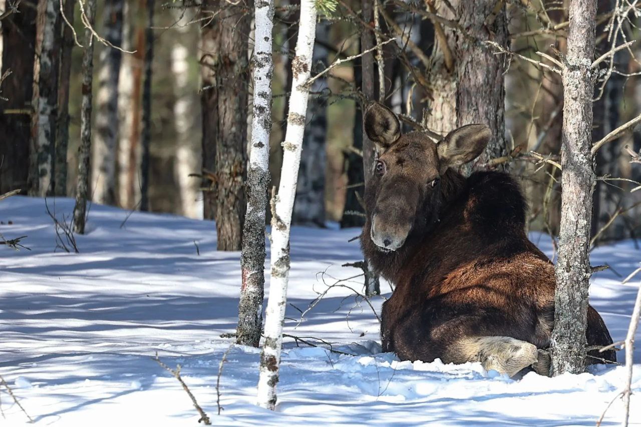 С утра - лесной красоты вам в ленту С утра - лесной красоты вам в ленту
