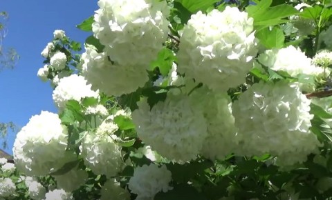 Как защитить калину Бульденеж от вредителей: проверенные методы