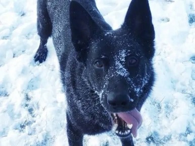 Полицейские-кинологи ищут нового хозяина для служебной собаки