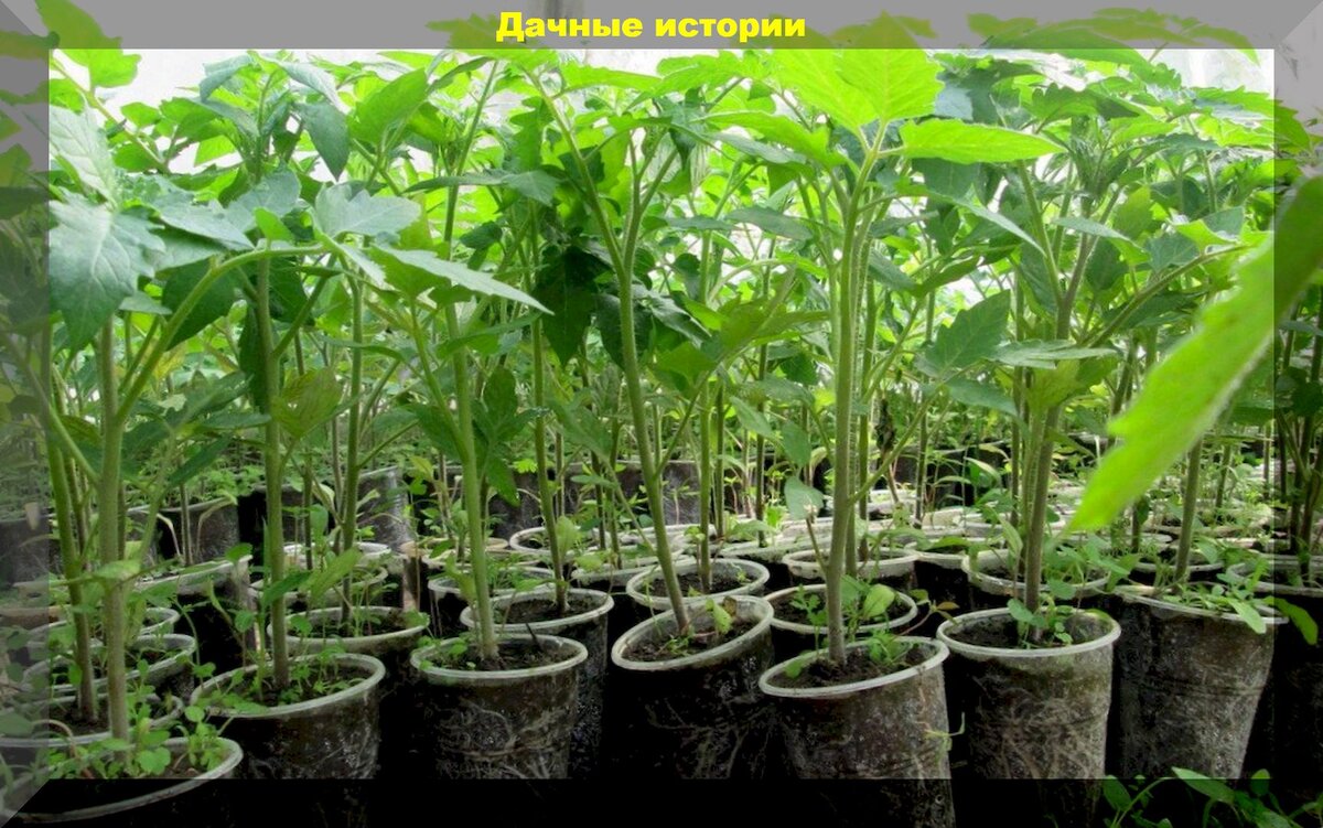 Как ухаживать за рассадой перцев и томатов: советы и ошибки