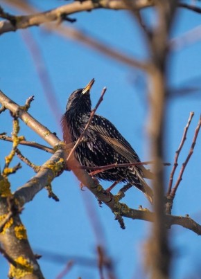 Доброе утро!. Перелётные птицы начали возвращаться в наши края