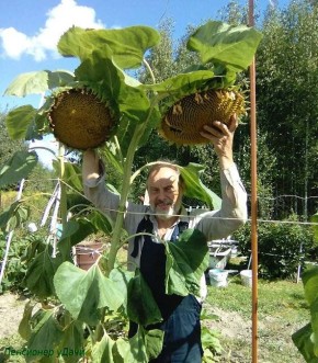 Как вырастить удивительные подсолнухи: секреты успешного урожая