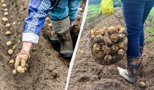 ������ ��������: ������� �������� �������