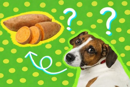 Сладкий картофель для собак: что нужно знать владельцам