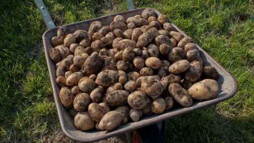 Как совместная посадка фасоли и картофеля увеличивает урожай