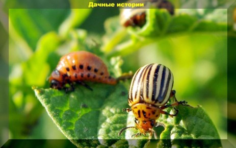 ��� ���������� �������� ��������� �� ������������ ����