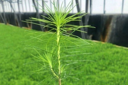 ������ �� ������������ ������� ������� ���� �� ������� 3,2 ����� ��