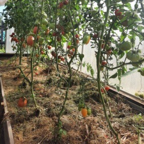 Мульчирование: плюсы и подводные камни садоводства